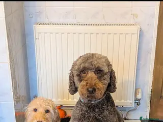 Labradoodle dogs Minture labradoodle - Advert 1