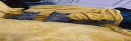 British Shorthair cats for sale: Gorgeous half British shorthair kittens  - Advert 6