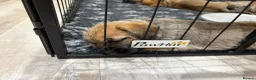 Mixed Breed dogs for sale: Mixed breed puppies looking for family homes - Advert 3