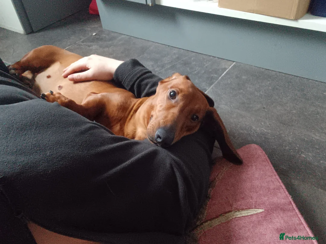 Dachshund dogs for sale: Kc Standard dachshund due 6th april 2026 - Advert 2