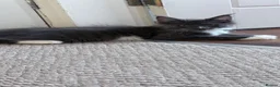 Maine Coon cats for sale: Licensed XXL Maine Coon kittens - Advert 6