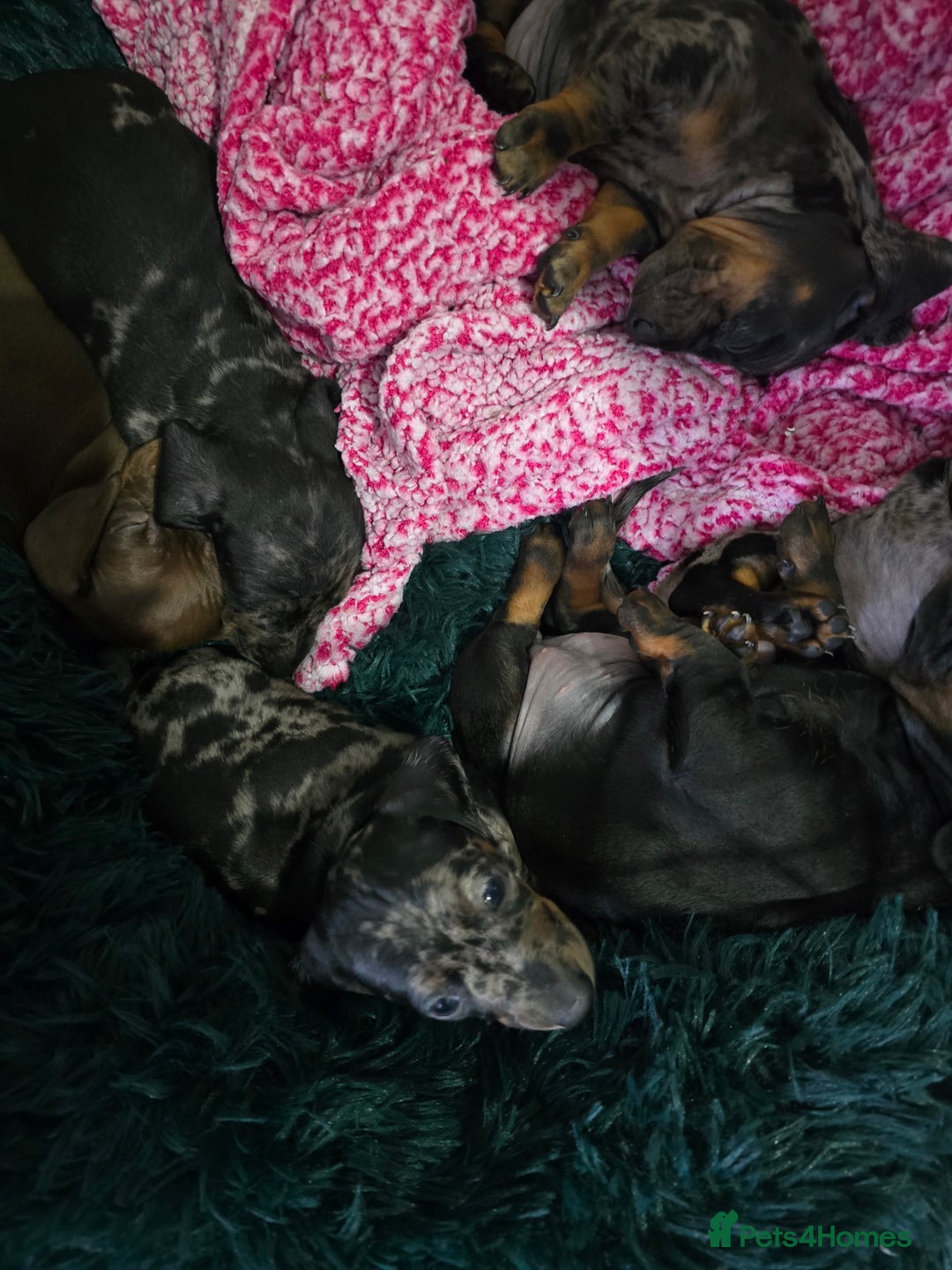 Dachshund dogs for sale: 6 mini daschunds looking for new home - Advert 15