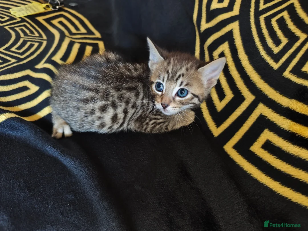 Mixed Breed cats for sale: 4 Bengal Cross kittens  - Advert 1
