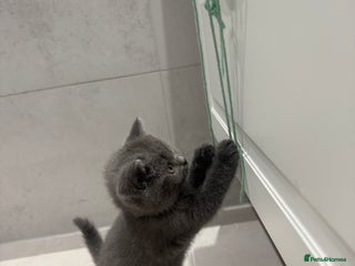 British Shorthair cats 3 British Shorthair kittens ready for loving home - Advert 4