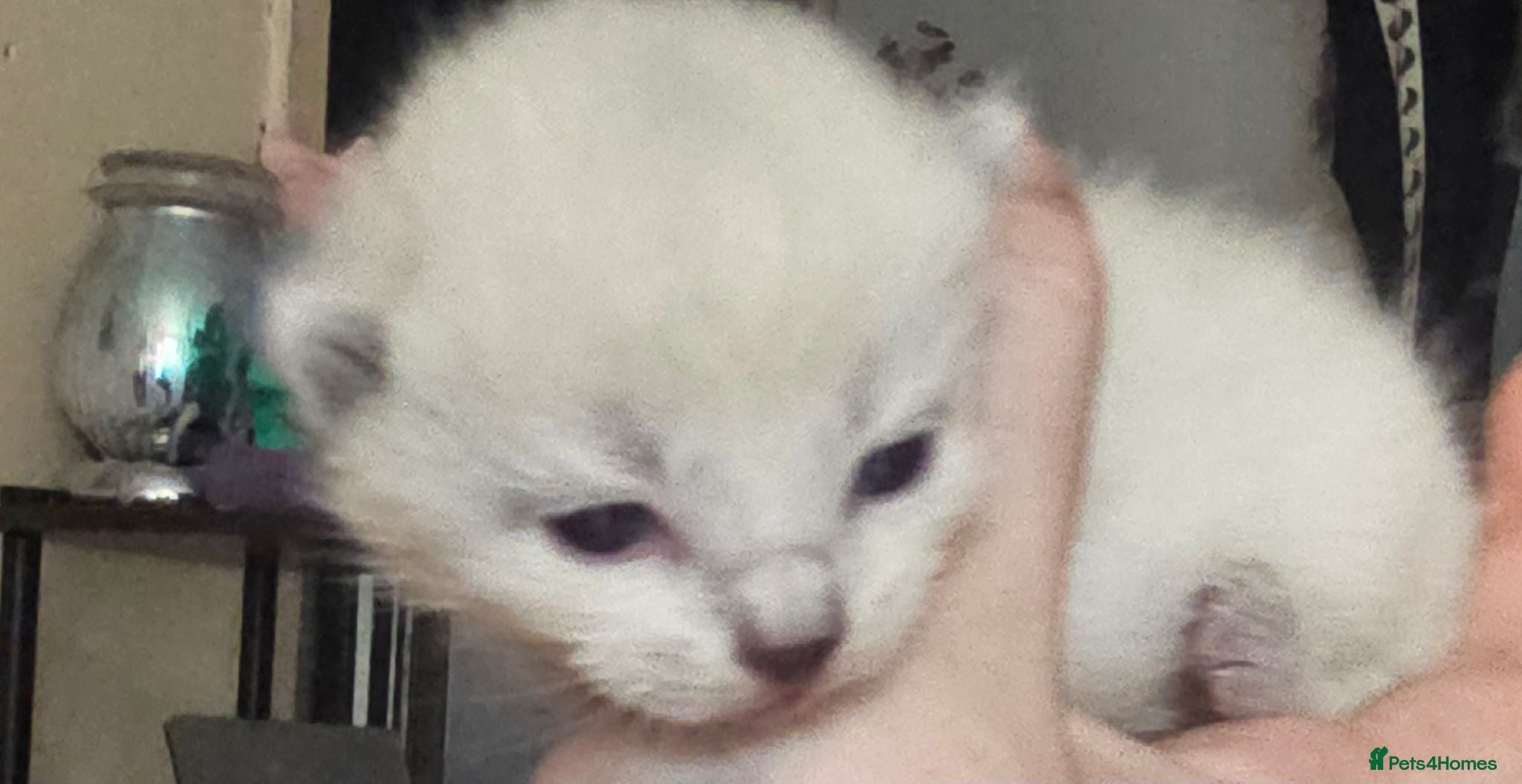Burmese cats Burmese/snowshoe ragdoll - Advert 4