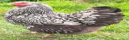 Chickens poultry for sale: POL Chickens stunning Purebreeds for sale in Callington - Advert 25