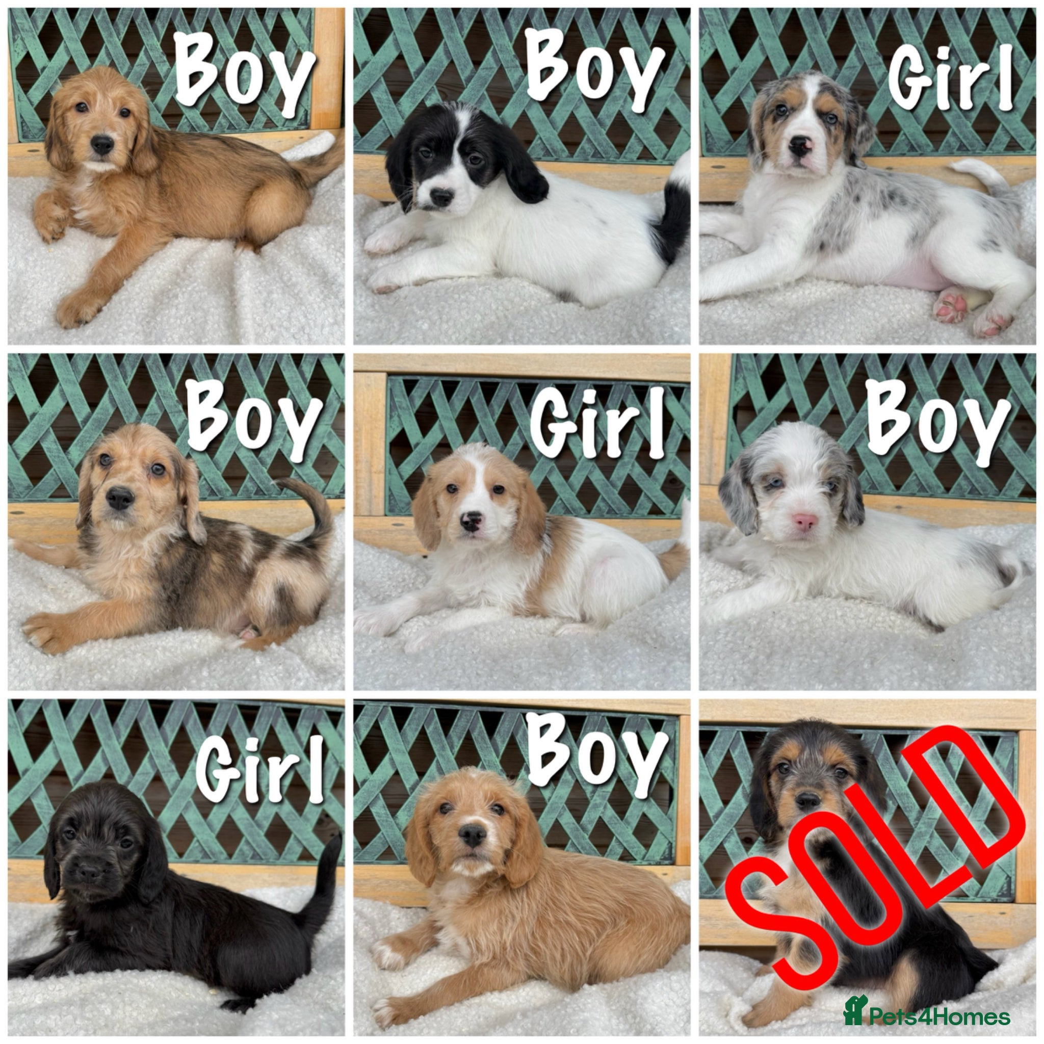 Mixed Breed dogs ⭐️⭐️Poogle Puppies (Beagle x Miniature Poodle)⭐️⭐️ - Advert 1