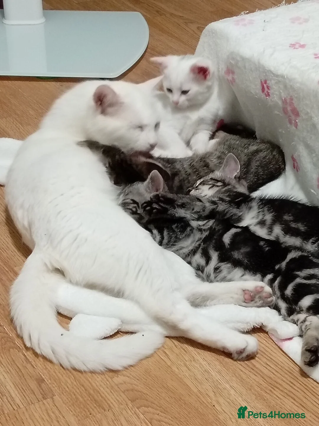 Mixed Breed cats for sale: White Male and stripy/spotty tabby males ready now - Advert 1