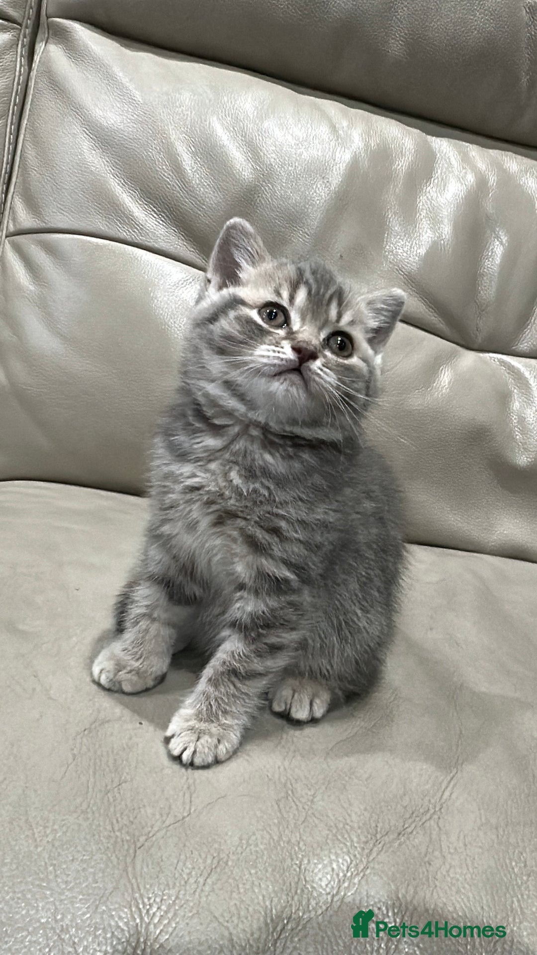 British Shorthair cats for sale: British Shorthair Kittens - Image 3