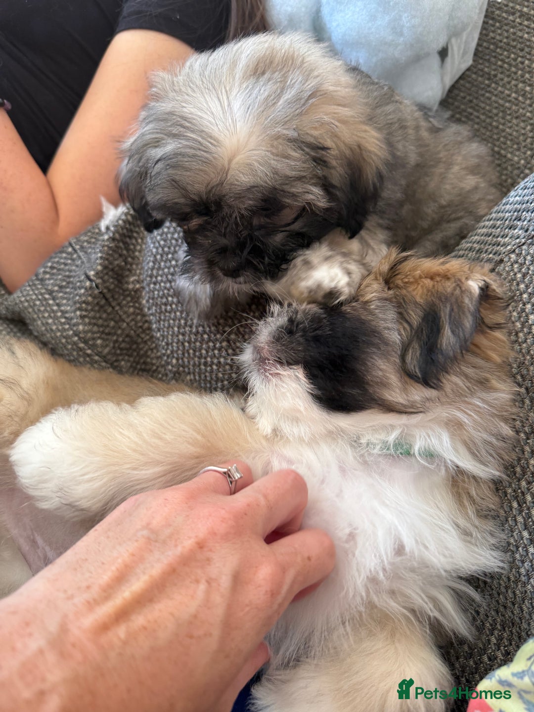 Mixed Breed dogs for sale: Peke’a’tease  - Image 12