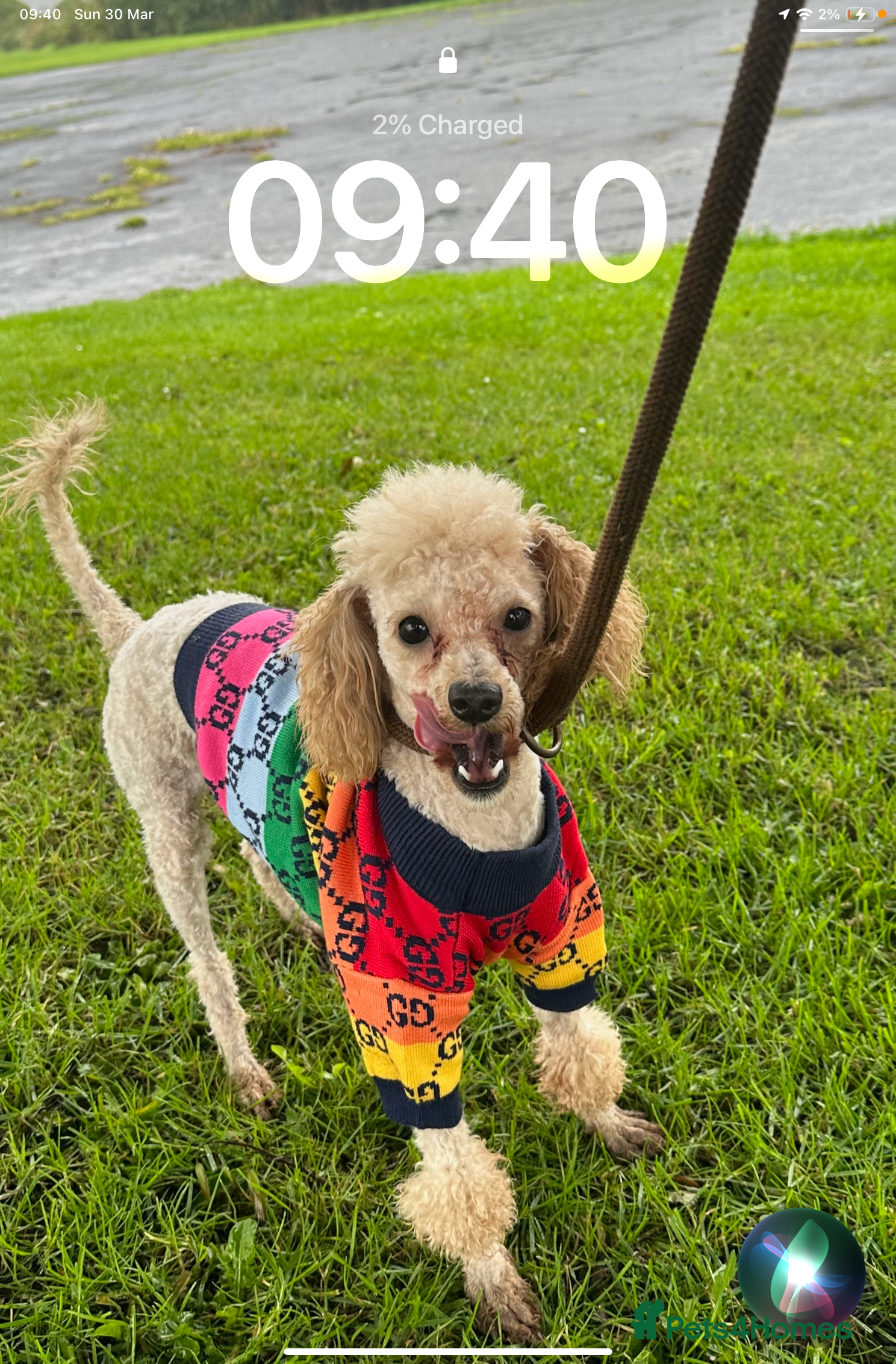 Cavapoo dogs Last boy available  - Advert 9