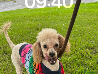 Cavapoo dogs Last boy available - Advert 9