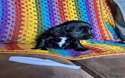 Cocker Spaniel dogs for sale: Outstanding Cocker Spaniel Puppies for Sale.  - Image 4