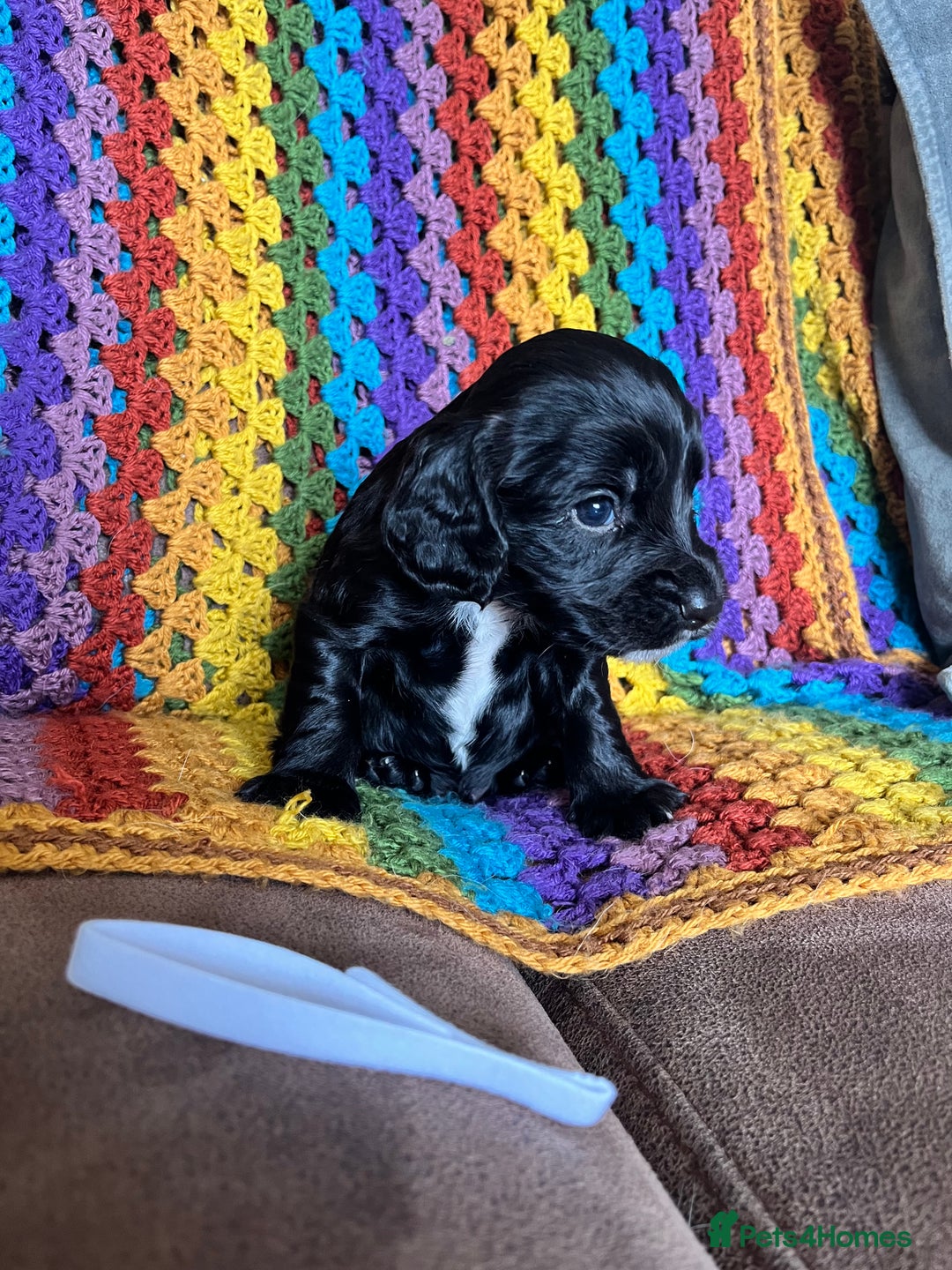 Cocker Spaniel dogs for sale: Outstanding Cocker Spaniel Puppies for Sale.  - Image 4
