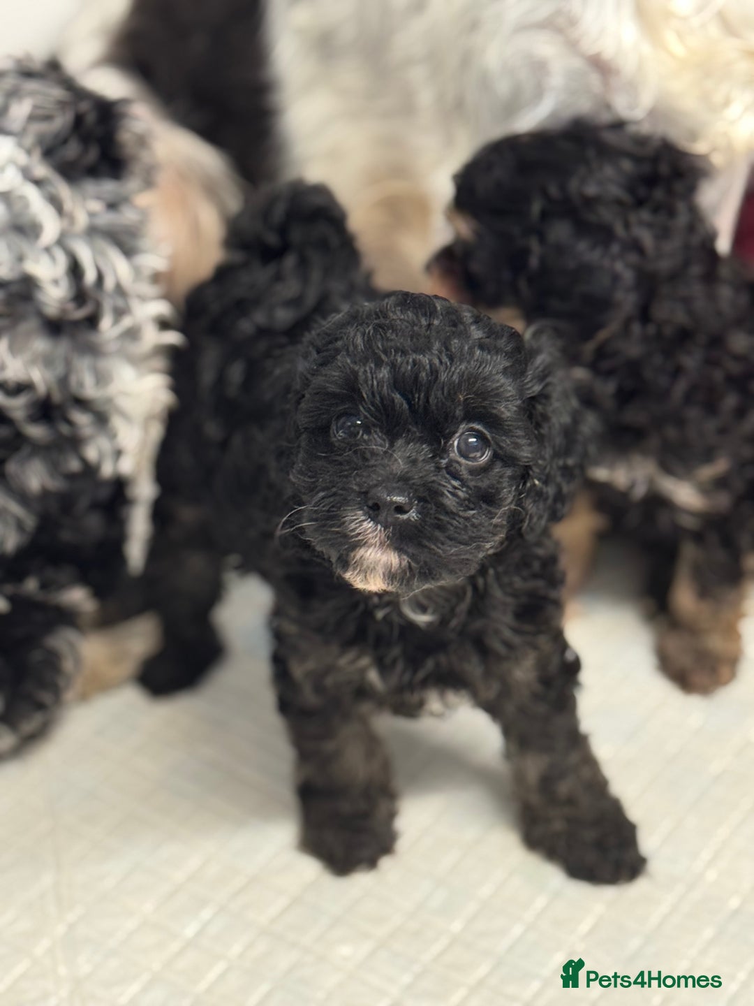 Cavapoo dogs for sale: Cavapoo puppies f1  - Advert 8