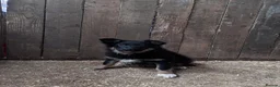 Border Collie dogs for sale: Beautiful  border  collie pups in Loughborough - Advert 4