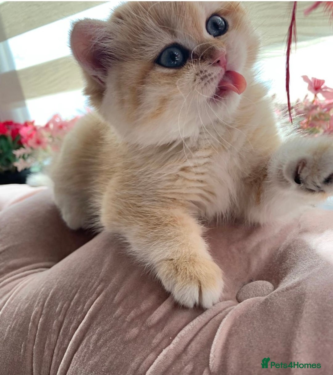 British Shorthair cats for sale:  GCCF champion lines Ny12  Bsh golden chinchilla  - Advert 13