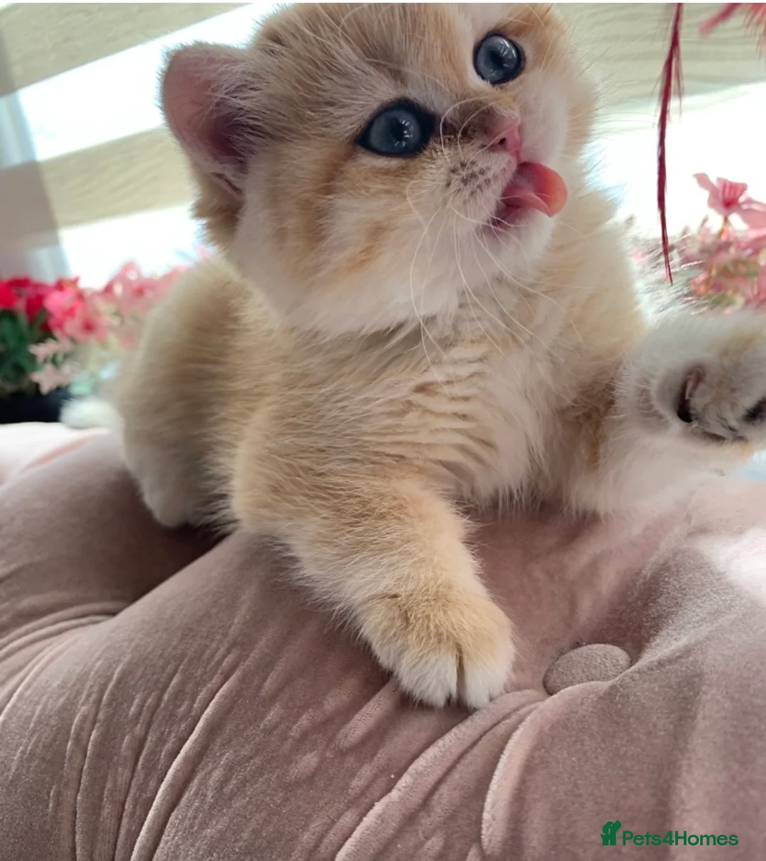 British Shorthair cats for sale: GCCFreg shampion parents  BSH  golden chinchilla   - Advert 15