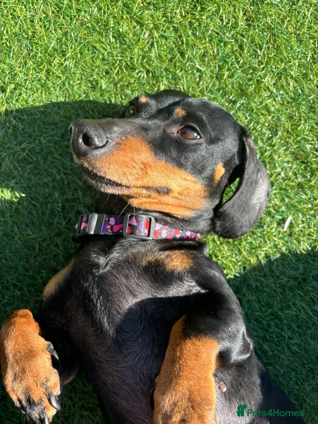 Dachshund dogs for sale: Dachshund girl 4 years old  - Advert 2