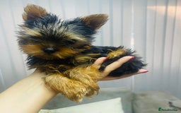 Yorkshire Terrier dogs for sale: 1 SUPER MINI BOY - Image 2