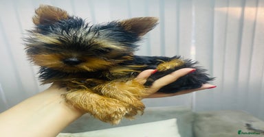 Yorkshire Terrier dogs - Advert 2