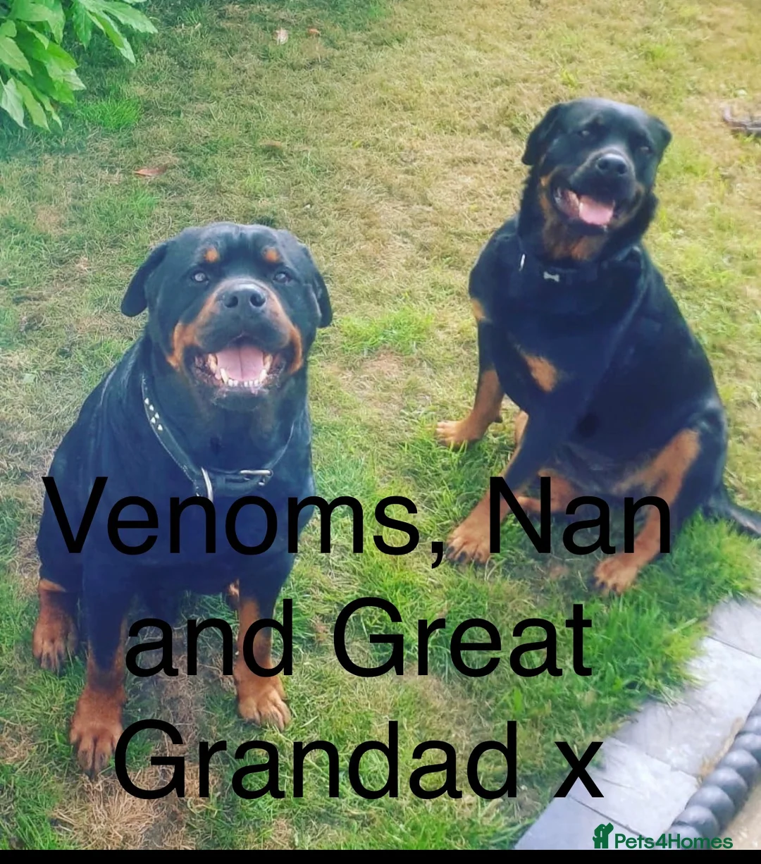 Rottweiler dogs for stud: MALE ROTTWEILER FOR STUD ONLY in Colchester - Advert 8