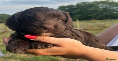 Mixed Breed dogs - Advert 13