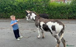 Donkey livestock for sale: 5 year old gelding donkeys  - Image 5
