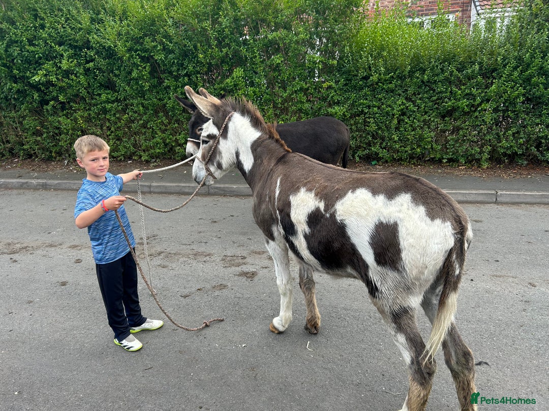 Donkey livestock for sale: 5 year old gelding donkeys  - Image 5