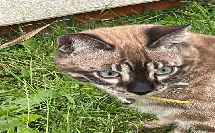 Bengal cats - Advert 16