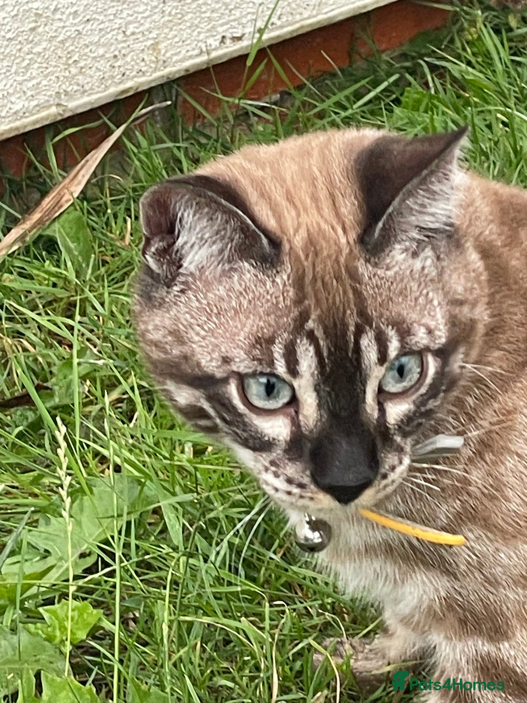 Bengal cats for sale: Sibling Bengals  - Image 15