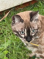 Bengal cats 1 Boy & 1 Girl siblings.. - Advert 11