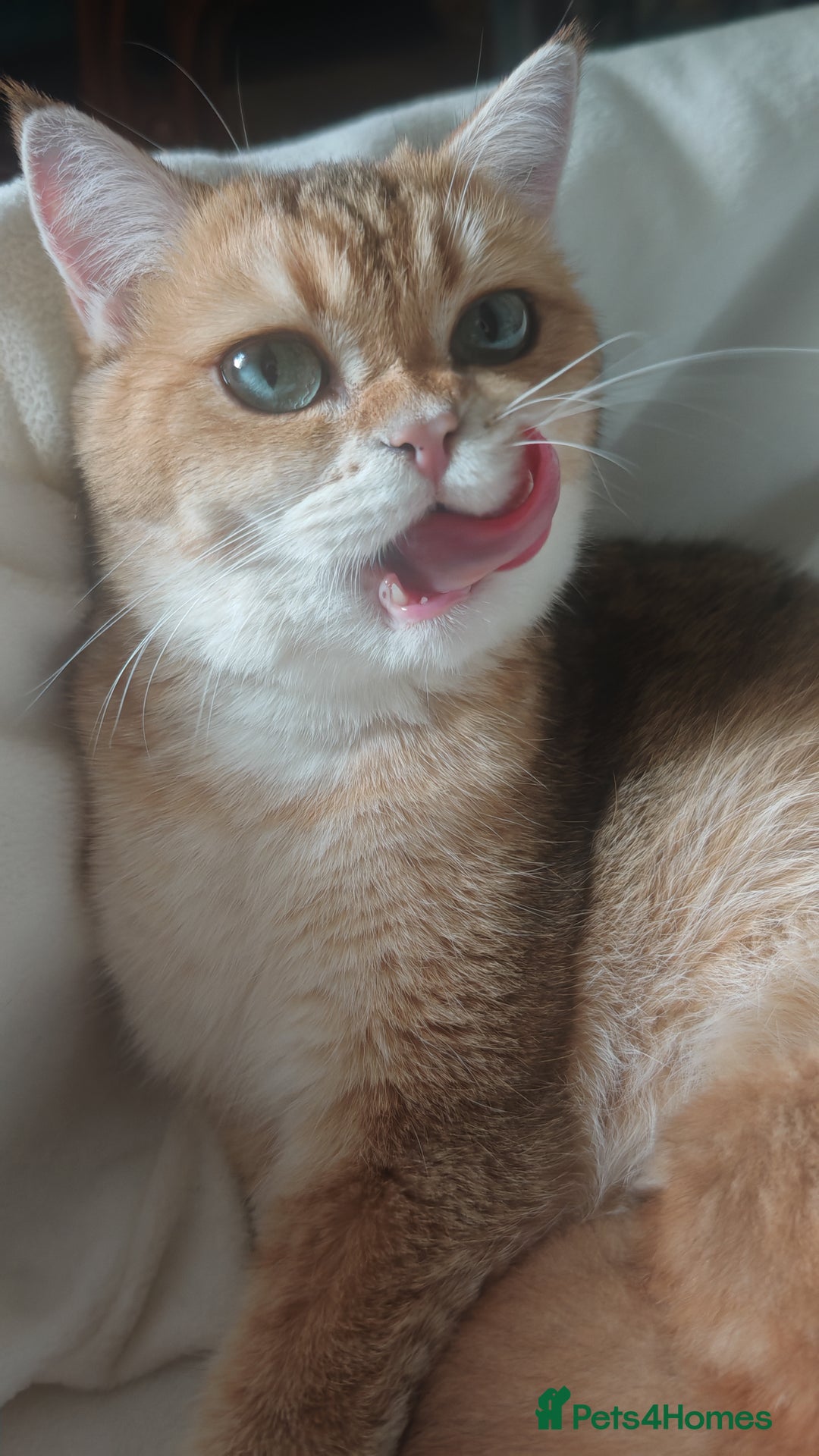 British Shorthair cats for sale: Stunning cute BSH golden black kitten female - Image 7