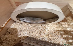 Hamster rodents for sale: 2 Boy Dwarf Hamsters  - Image 7