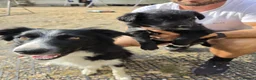Border Collie dogs for sale: Boarder Collie - Advert 1