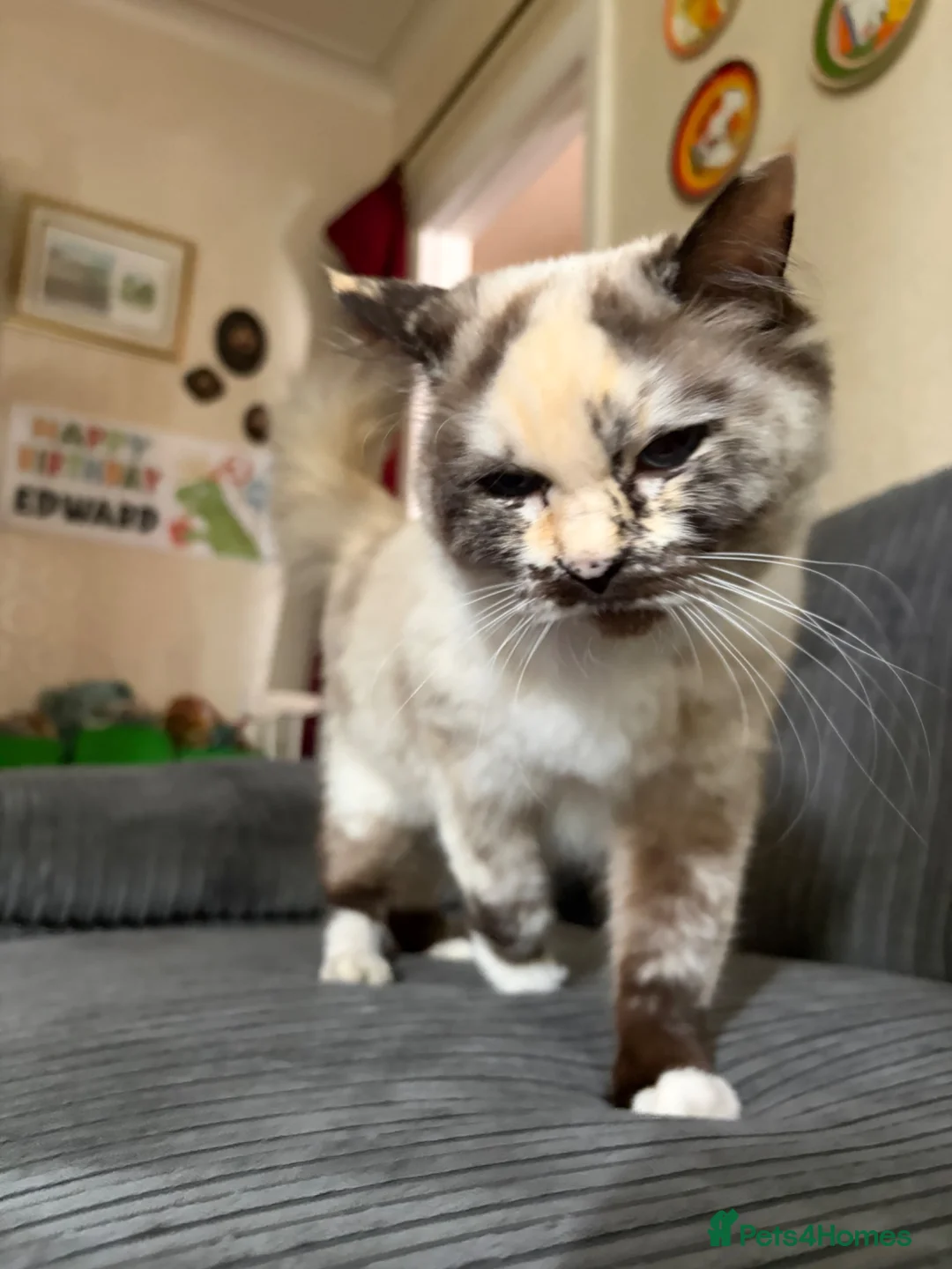 Mixed Breed cats for sale: 2 Gorgeous Ragdoll X Kittens, READY NOW! - Advert 2