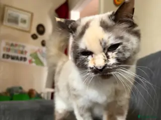 Mixed Breed cats 2 Gorgeous Ragdoll X Kittens, READY NOW! - Advert 9