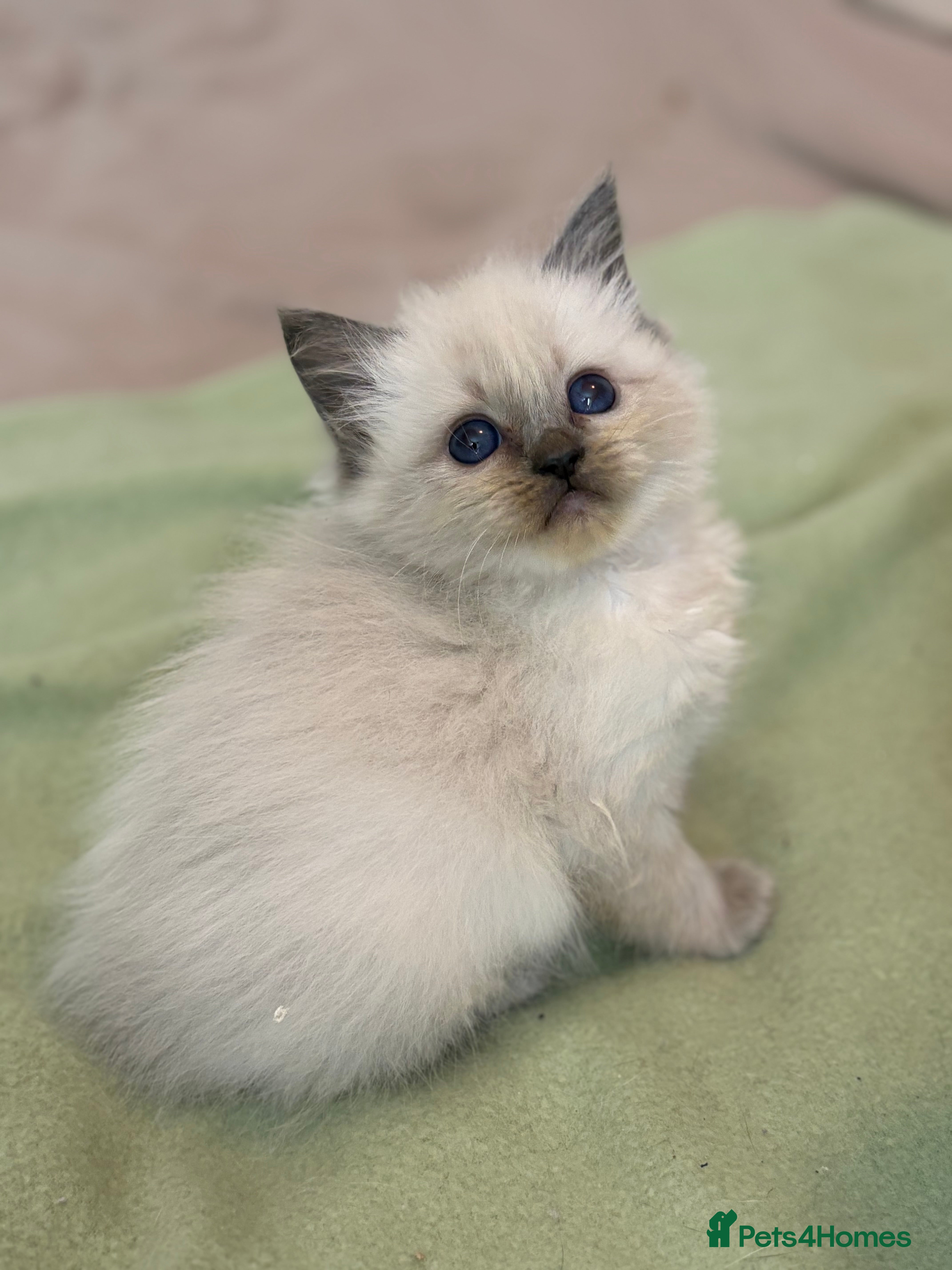 Ragdoll cats Tica Ragdoll kittens for homes 🤍 - Advert 6