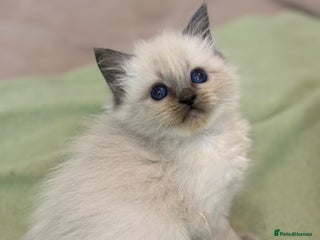 Ragdoll cats Tica Ragdoll kittens for homes 🤍 - Advert 6