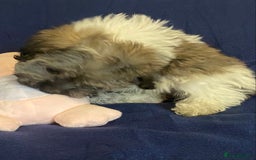 Mixed Breed dogs for sale: Beautiful Shihpoo cross maltese puppies - Image 26