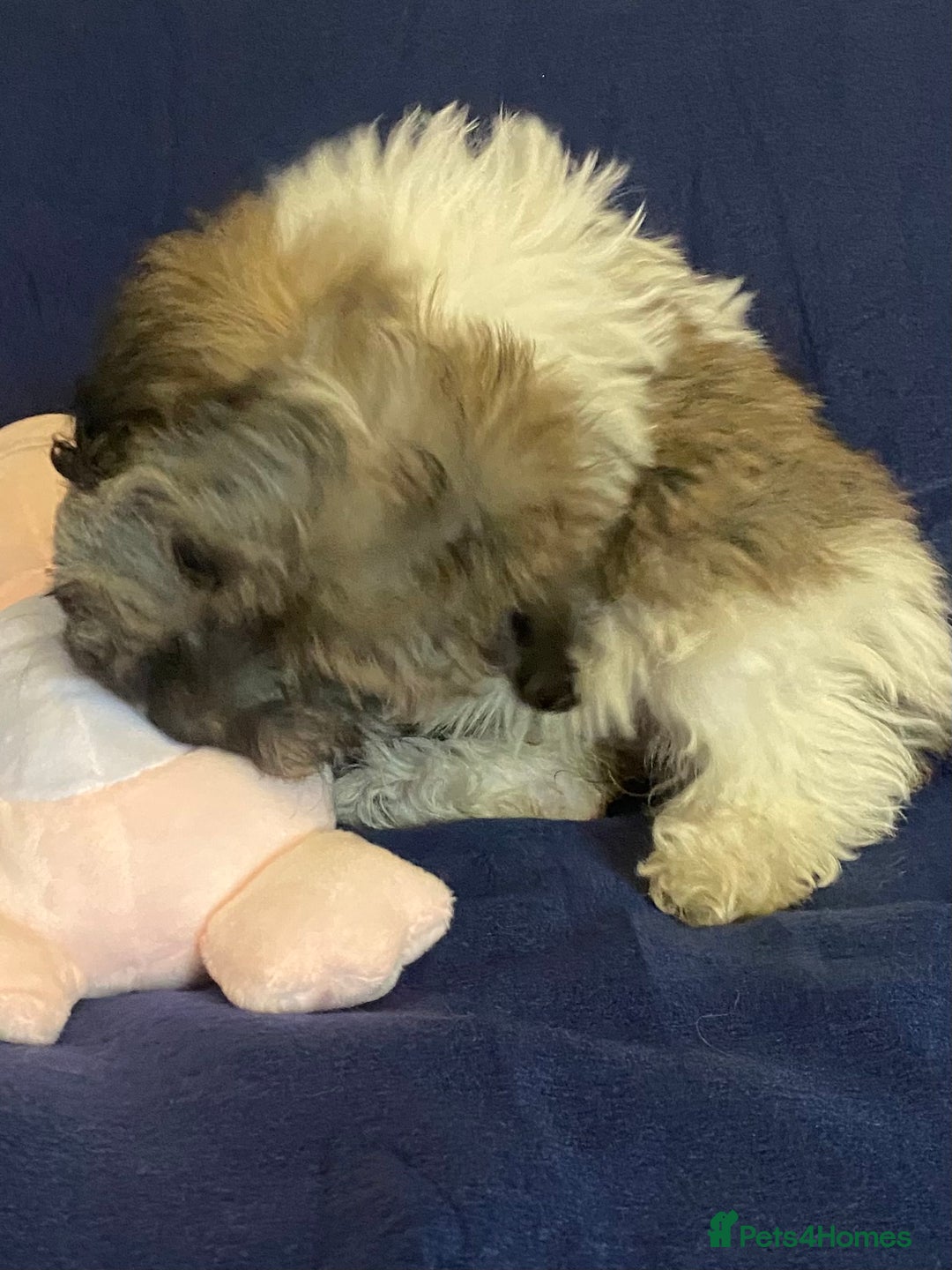 Mixed Breed dogs for sale: Beautiful Shihpoo cross maltese puppies - Image 26