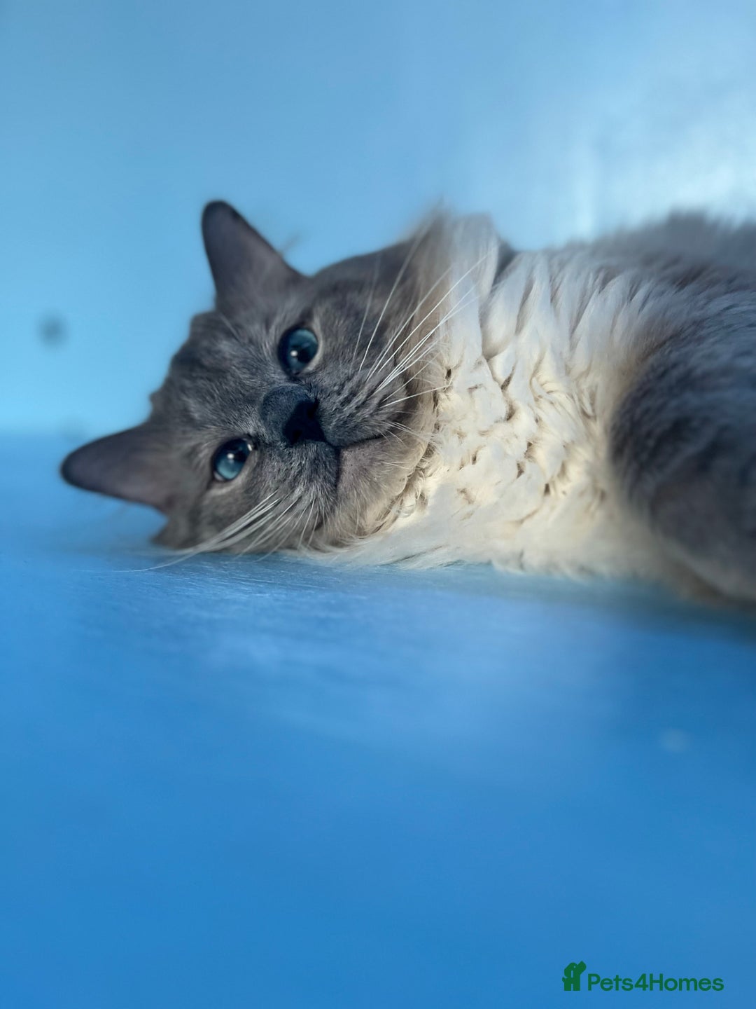 Ragdoll cats for stud: GCCF registered Ragdoll stud in Stoke-on-Trent - Advert 24