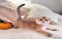 Scottish Fold cats for sale: Cute TICA pedigree kittens  - Image 6