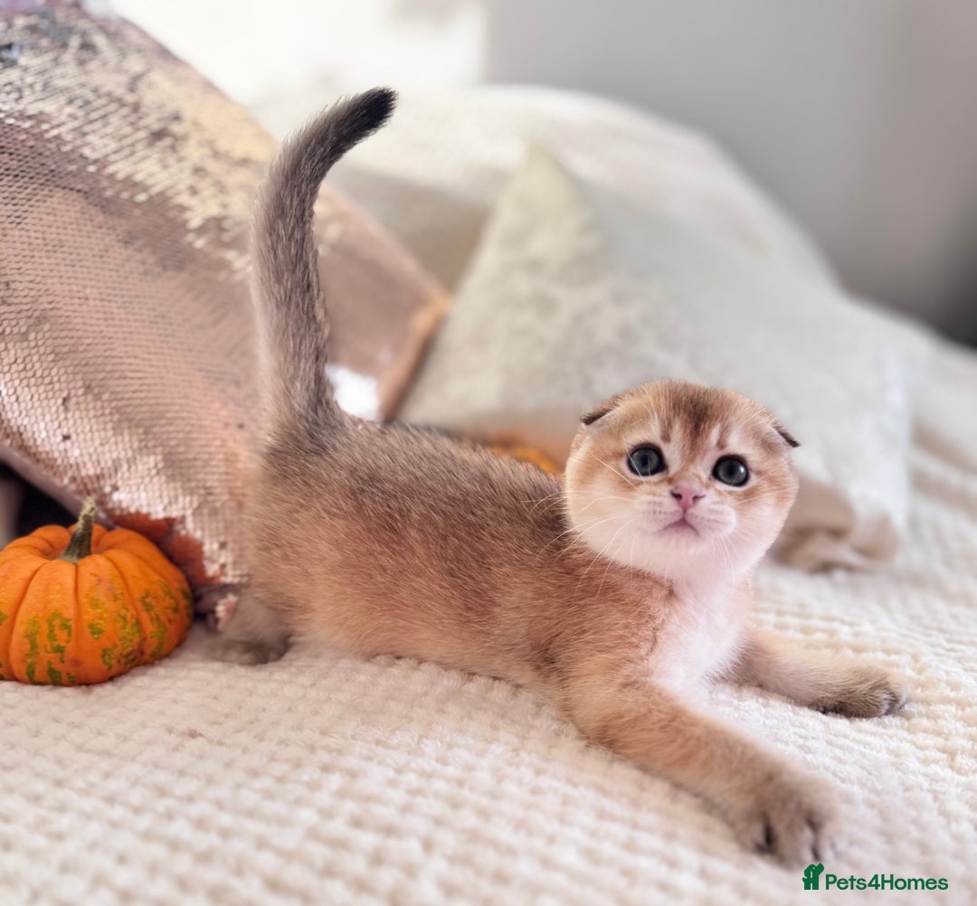 Scottish Fold cats for sale: Cute TICA pedigree kittens  - Image 6