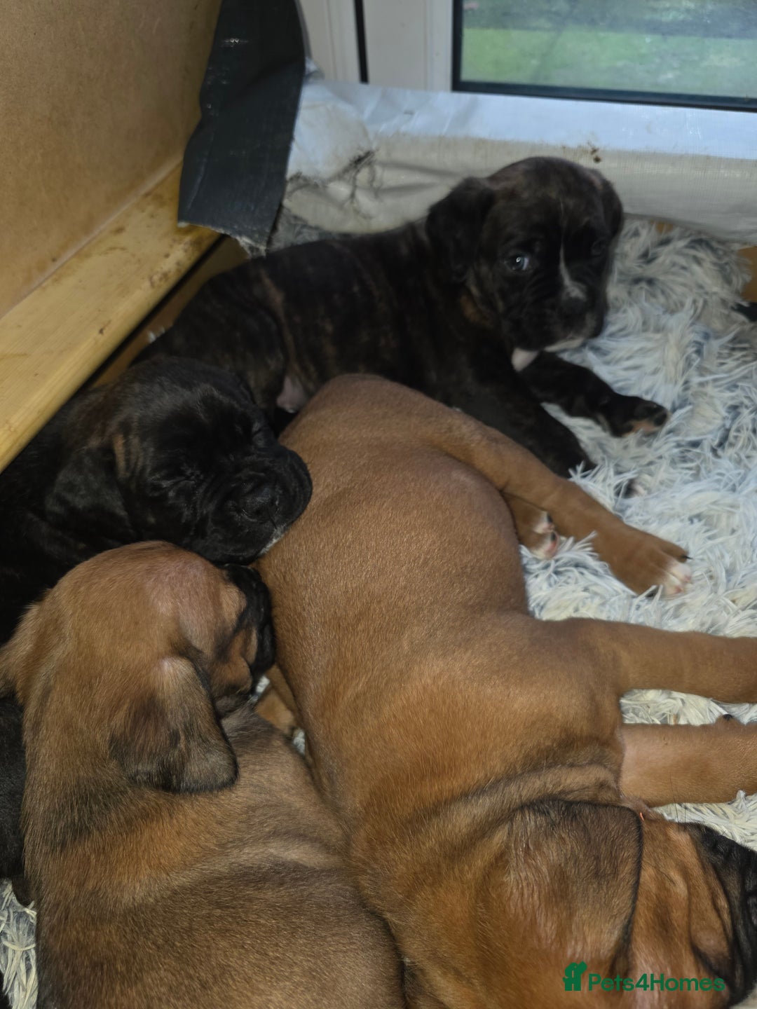 Mixed Breed dogs for sale: Boxer x cane corso puppies - Advert 6