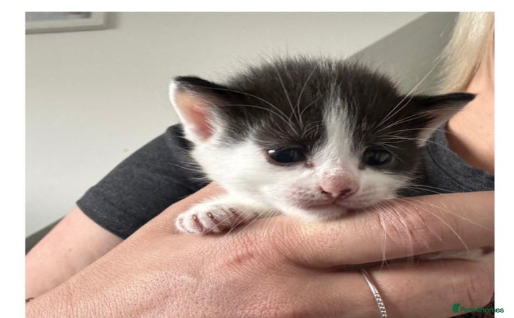 Mixed Breed cats - Advert 16