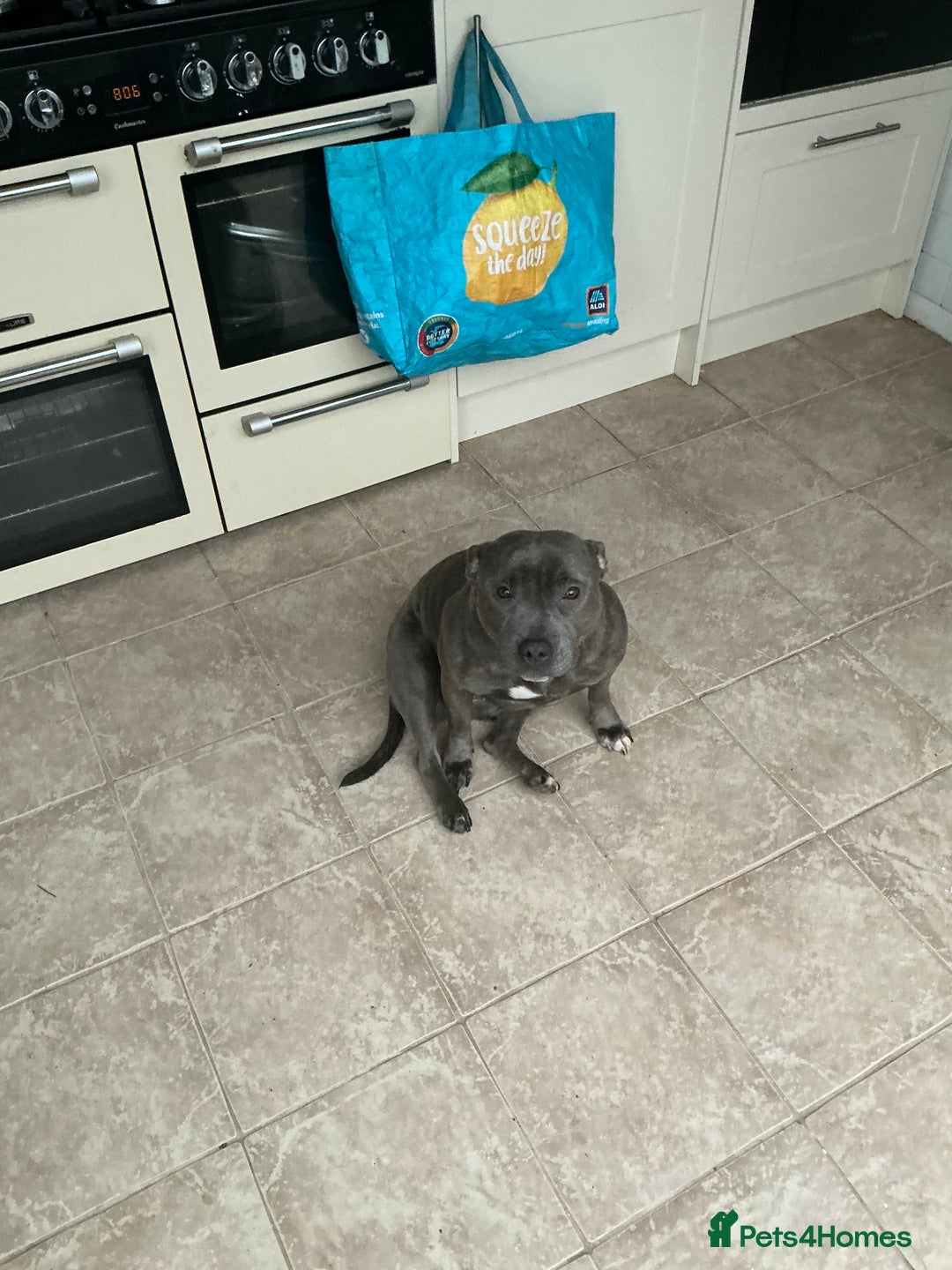 Staffordshire Bull Terrier dogs for stud: Bell Bell - Advert 4