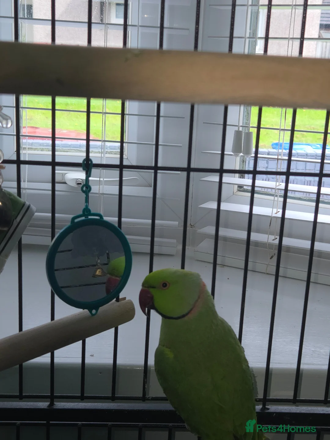 Ringnecks birds for sale: Green RingNeck Parrot - Advert 2