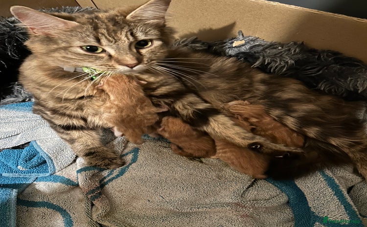 Mixed Breed cats for sale - Advert 1