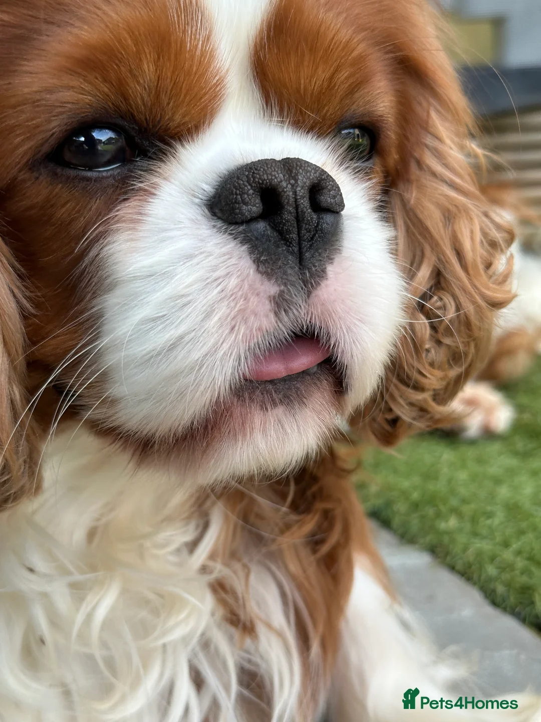 Cavalier King Charles Spaniel dogs for stud: KC Reg Health Tested Excellent Pedigrees for STUD in Nottingham - Advert 19